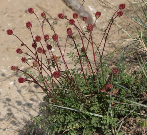 Salad Burnet