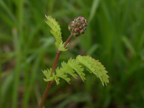 Salad Burnet