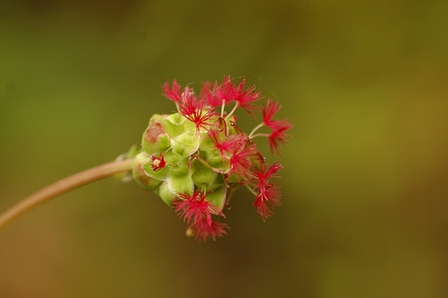 Salad Burnet