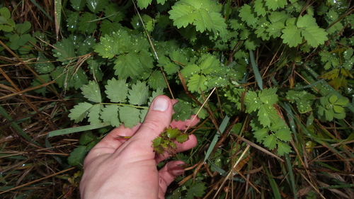 Salad Burnet