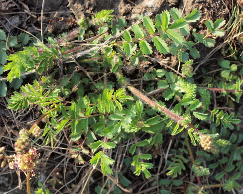 Salad Burnet