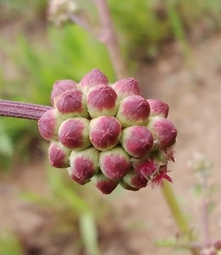 Salad Burnet
