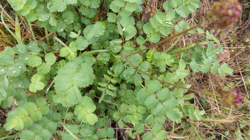 Salad Burnet