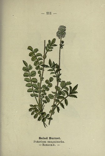 Salad Burnet
