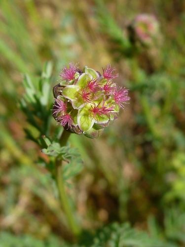 Salad Burnet