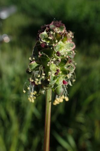 Salad Burnet