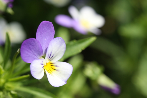 Wild Pansy