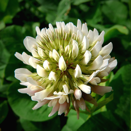 white clover