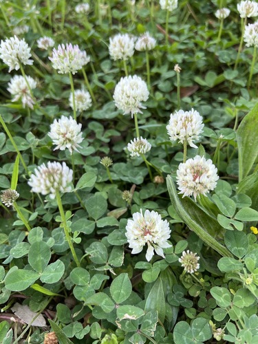 white clover