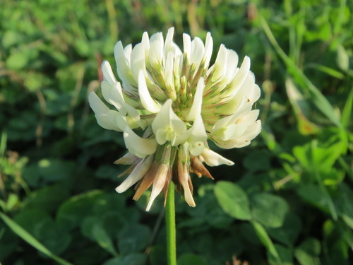 white clover