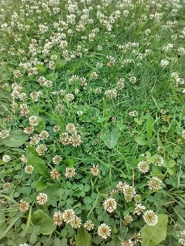 white clover