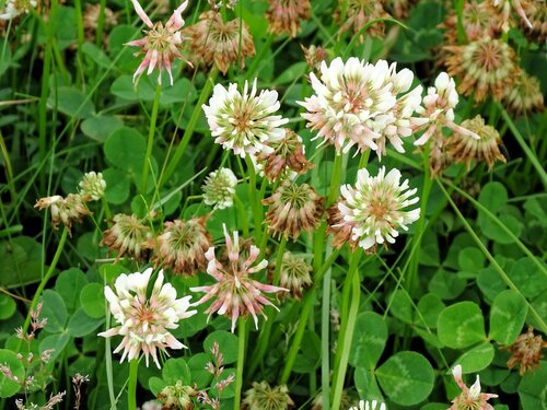 white clover