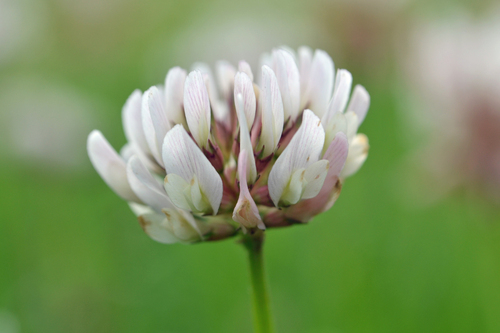 white clover