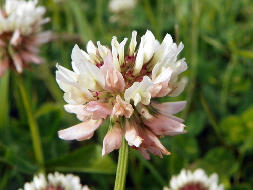 white clover