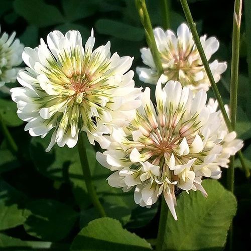 white clover