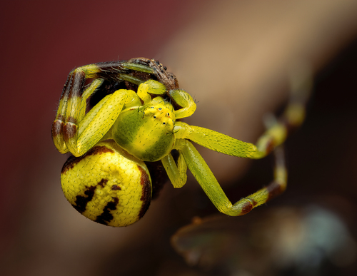 Goldenrod Crab Spider