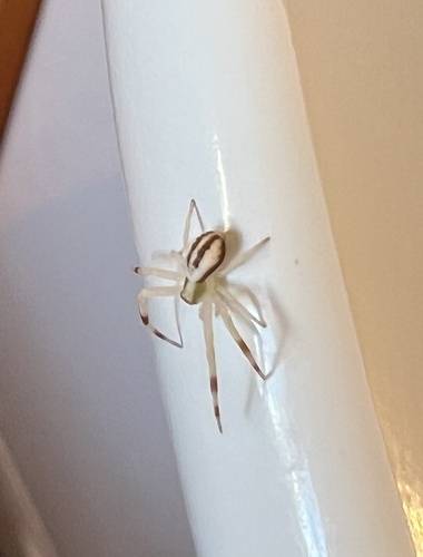 Goldenrod Crab Spider