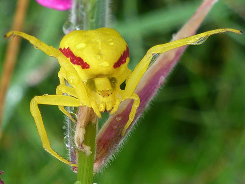 Goldenrod Crab Spider
