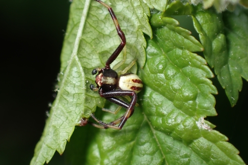 Goldenrod Crab Spider