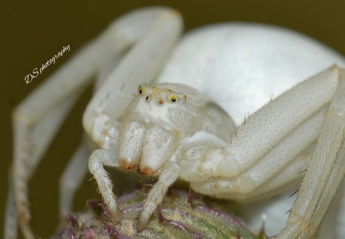 Goldenrod Crab Spider