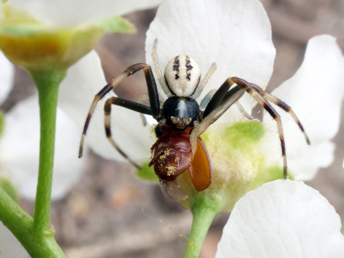 Goldenrod Crab Spider