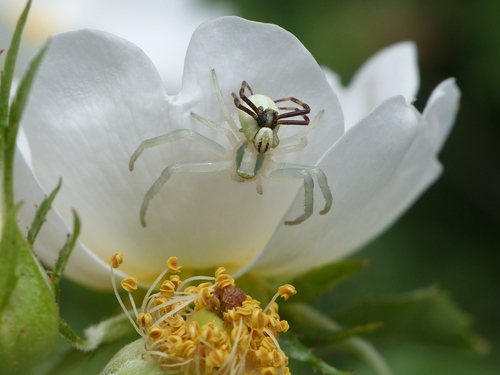 Goldenrod Crab Spider