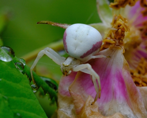 Goldenrod Crab Spider