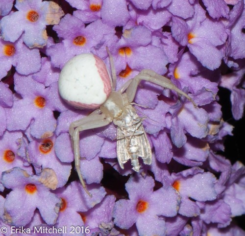 Goldenrod Crab Spider