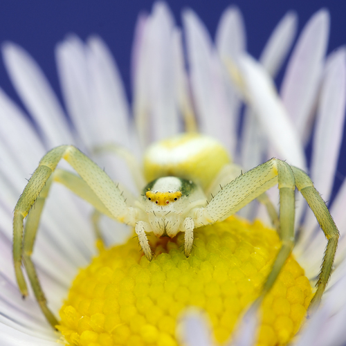 Goldenrod Crab Spider
