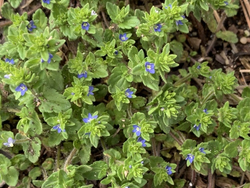 corn speedwell