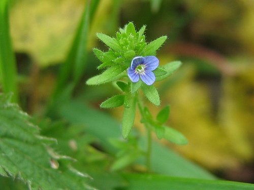 corn speedwell