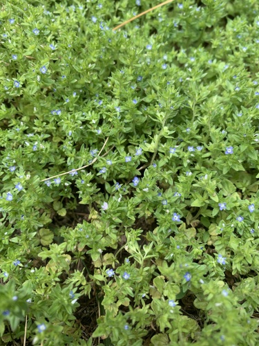 corn speedwell
