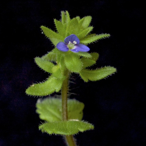 corn speedwell