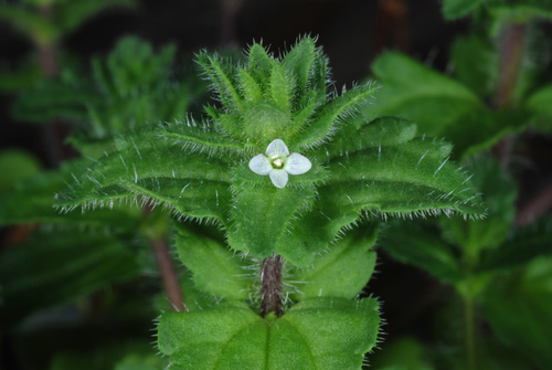 corn speedwell