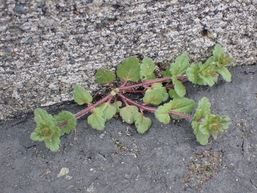 corn speedwell