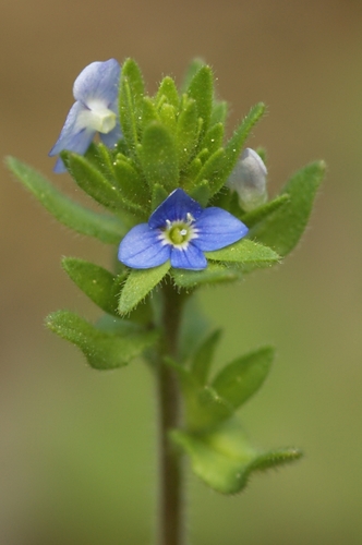 corn speedwell