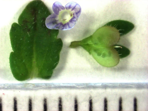 corn speedwell