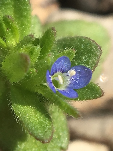 corn speedwell
