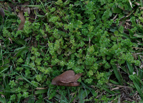 corn speedwell