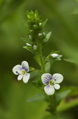 thyme-leaved speedwell