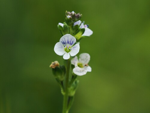 thyme-leaved speedwell