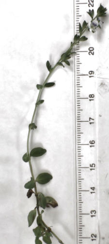 thyme-leaved speedwell