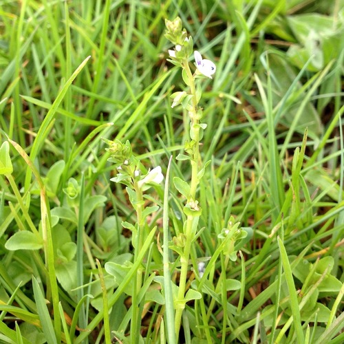 thyme-leaved speedwell