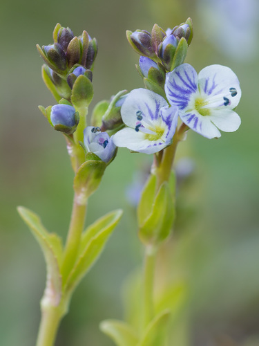 thyme-leaved speedwell