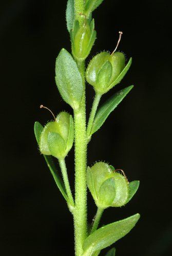 thyme-leaved speedwell