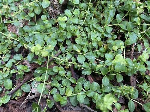 thyme-leaved speedwell