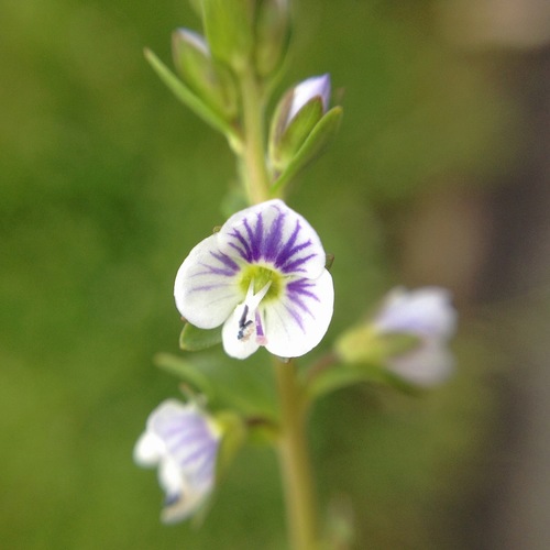 thyme-leaved speedwell