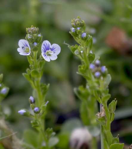 thyme-leaved speedwell