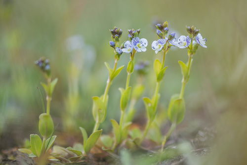 thyme-leaved speedwell