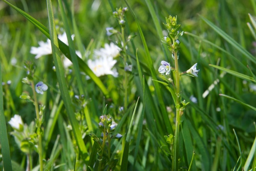 thyme-leaved speedwell